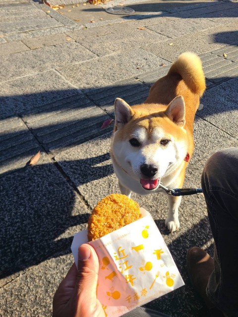 f:id:chikuwanwan1106:20231116121831j:image