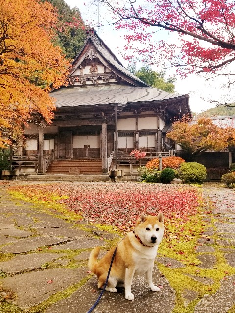 f:id:chikuwanwan1106:20231214100620j:image