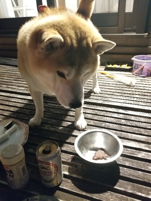 f:id:chikuwanwan1106:20231222074737j:image