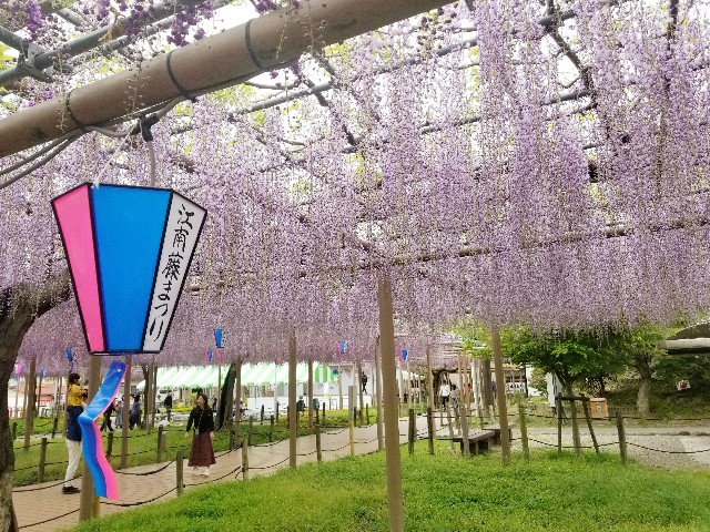 f:id:chikuwanwan1106:20240509075336j:image