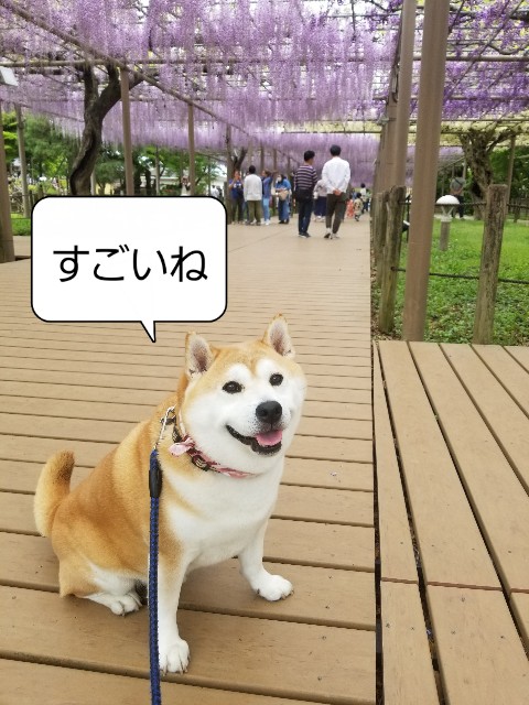 f:id:chikuwanwan1106:20240509121953j:image