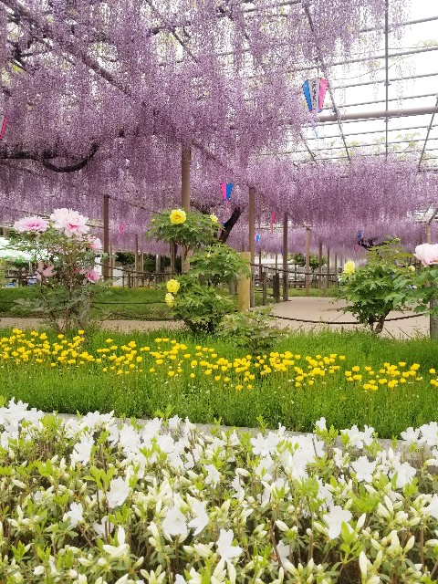 f:id:chikuwanwan1106:20240509122439j:image