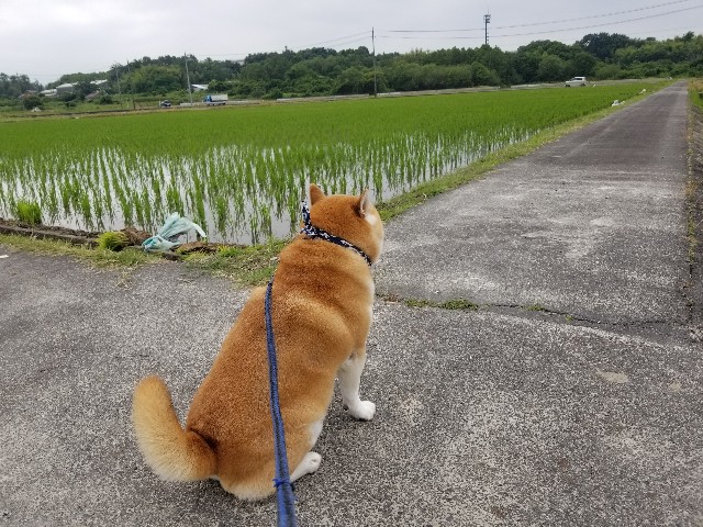 f:id:chikuwanwan1106:20240627100502j:image