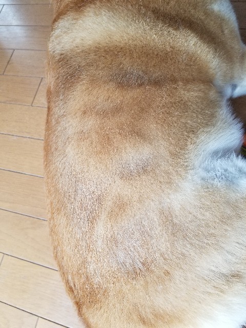 f:id:chikuwanwan1106:20240627100908j:image