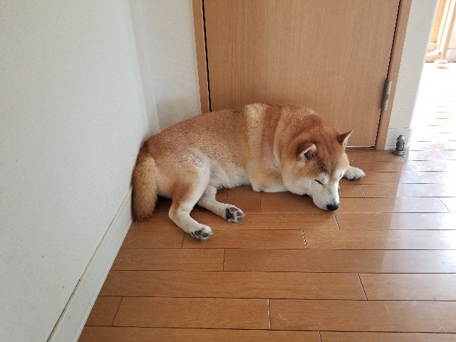 f:id:chikuwanwan1106:20240629012247j:image