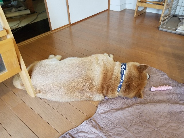 f:id:chikuwanwan1106:20240701122031j:image f:id:chikuwanwan1106:20240701122031j:image