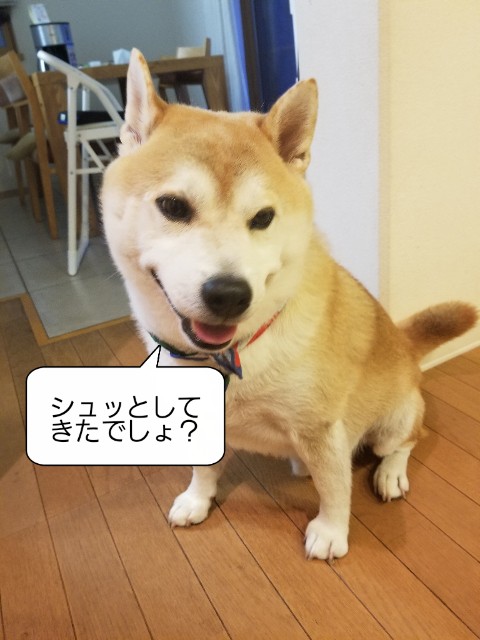 f:id:chikuwanwan1106:20240727002504j:image