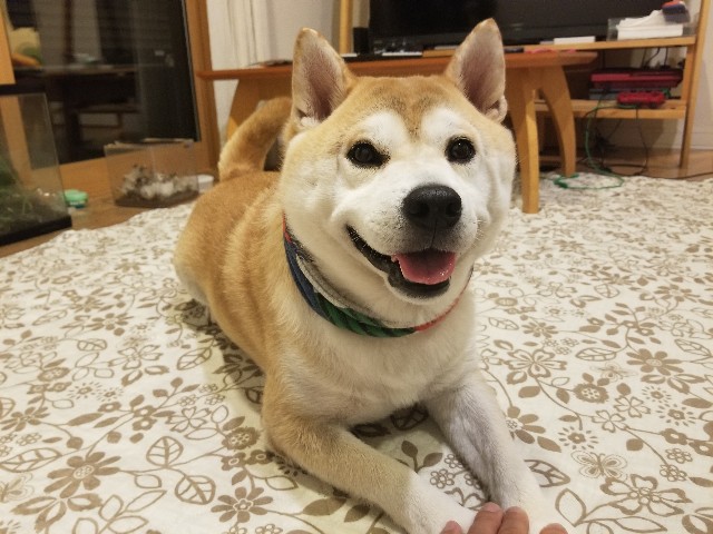 f:id:chikuwanwan1106:20240814232059j:image