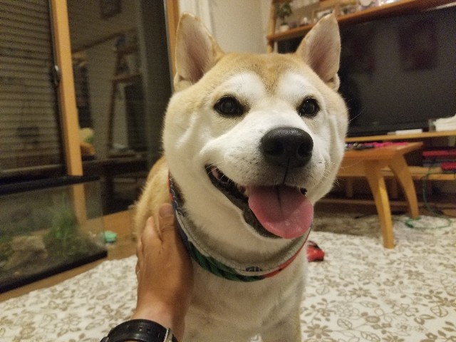 f:id:chikuwanwan1106:20240814232123j:image