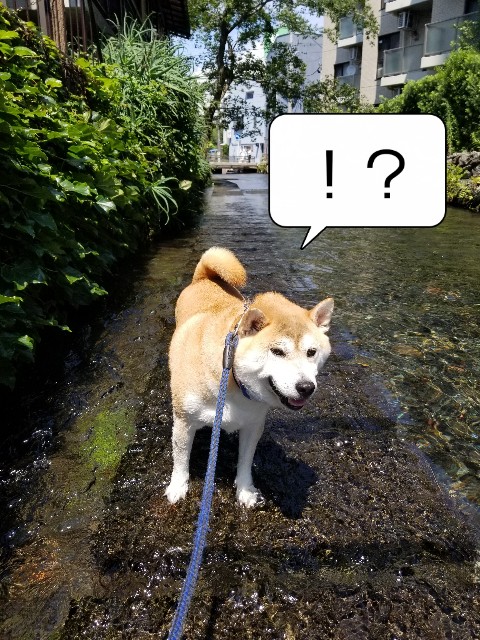 f:id:chikuwanwan1106:20240904004651j:image