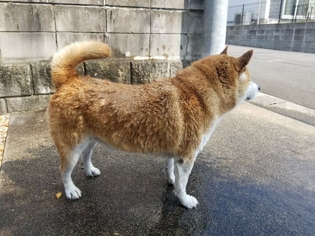 f:id:chikuwanwan1106:20240921024900j:image