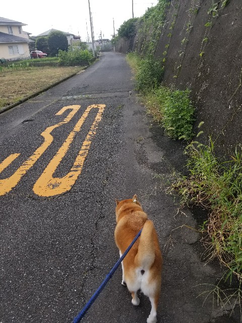 f:id:chikuwanwan1106:20241008220656j:image