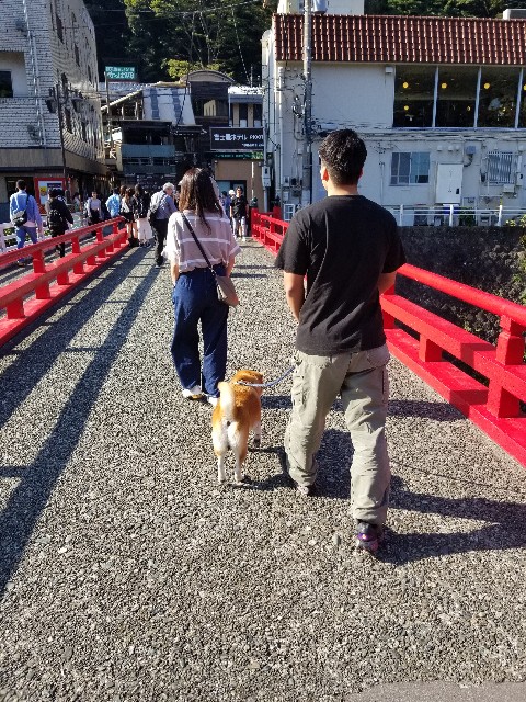 f:id:chikuwanwan1106:20241027071023j:image
