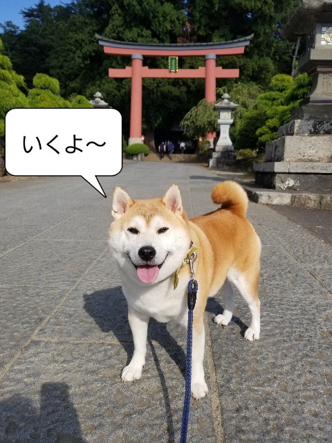 f:id:chikuwanwan1106:20241103064644j:image