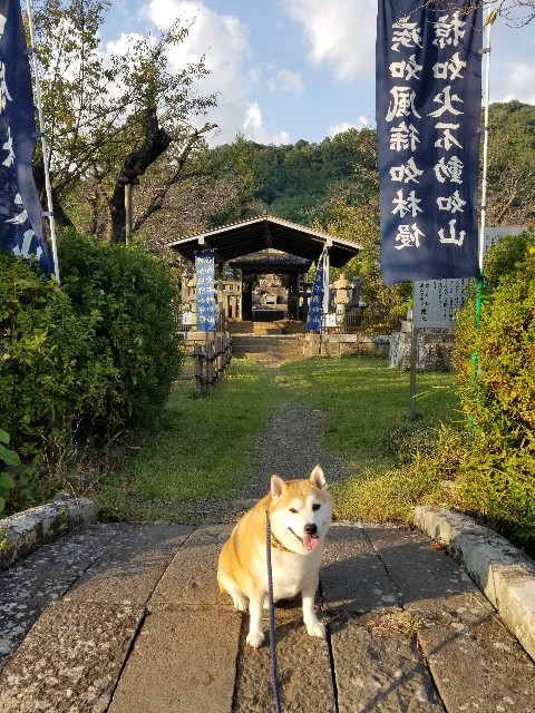 f:id:chikuwanwan1106:20241103105437j:image