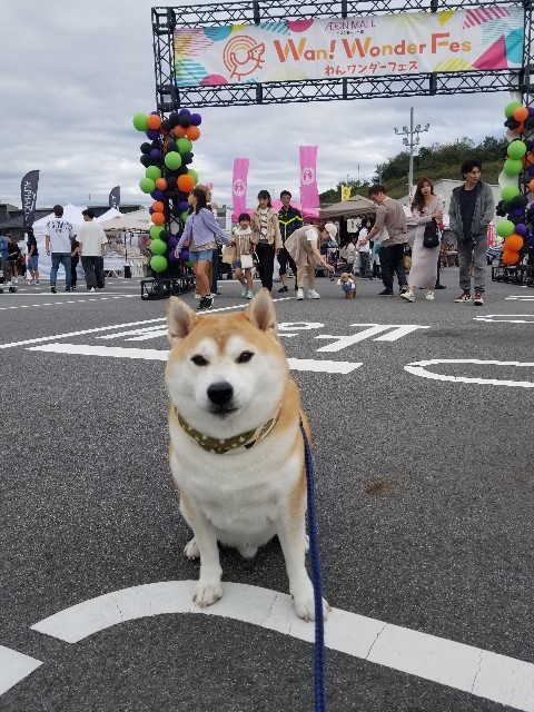 f:id:chikuwanwan1106:20241113100550j:image