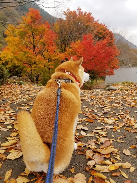 f:id:chikuwanwan1106:20241129100420j:image