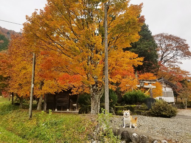 f:id:chikuwanwan1106:20241129100710j:image