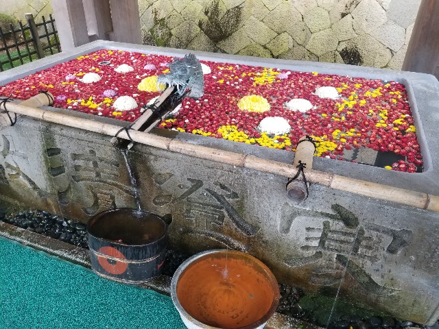 f:id:chikuwanwan1106:20241130104618j:image