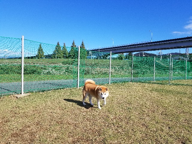 f:id:chikuwanwan1106:20241210122534j:image
