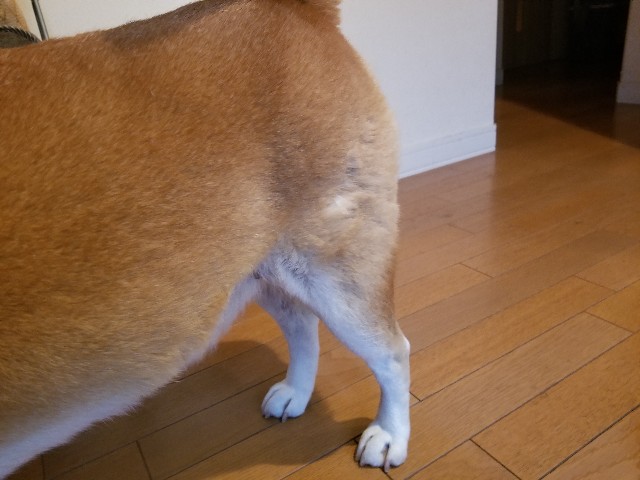 f:id:chikuwanwan1106:20241212075144j:image