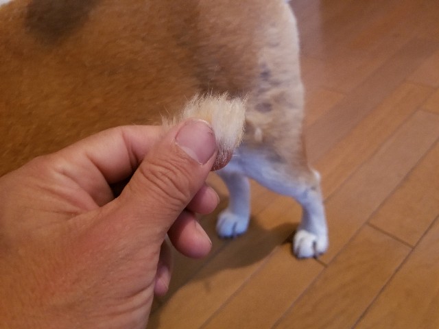 f:id:chikuwanwan1106:20241212075409j:image