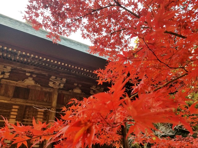 f:id:chikuwanwan1106:20241221045352j:image