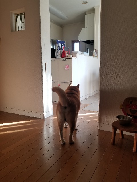 f:id:chikuwanwan1106:20250219102720j:image