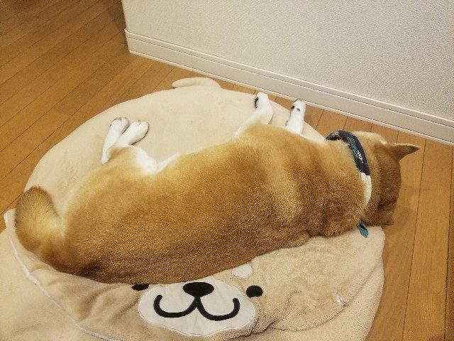 f:id:chikuwanwan1106:20250219232438j:image