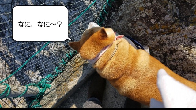 f:id:chikuwanwan1106:20250415075129j:image