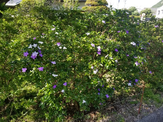 f:id:chikuwanwan1106:20250529005528j:image f:id:chikuwanwan1106:20250529005528j:image