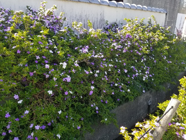 f:id:chikuwanwan1106:20250529005546j:image f:id:chikuwanwan1106:20250529005546j:image