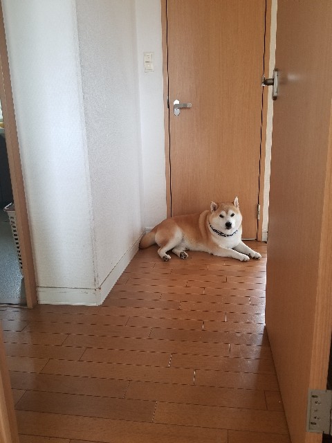 f:id:chikuwanwan1106:20250709090903j:image