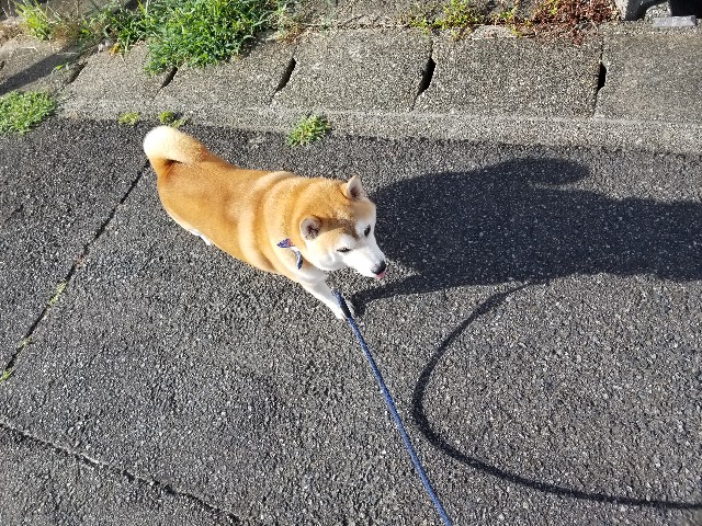 f:id:chikuwanwan1106:20250803201929j:image f:id:chikuwanwan1106:20250803201929j:image