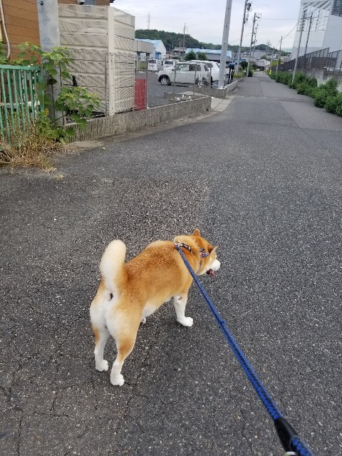 f:id:chikuwanwan1106:20250830023708j:image