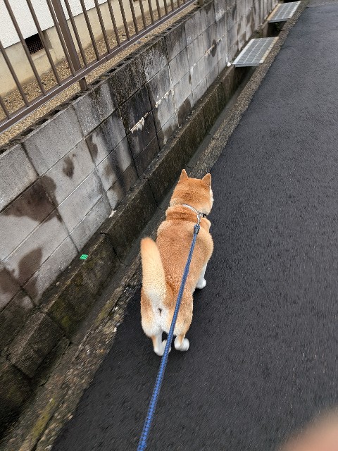 f:id:chikuwanwan1106:20250902075129j:image