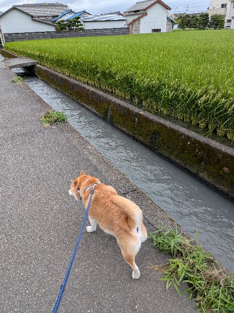 f:id:chikuwanwan1106:20250902122319j:image