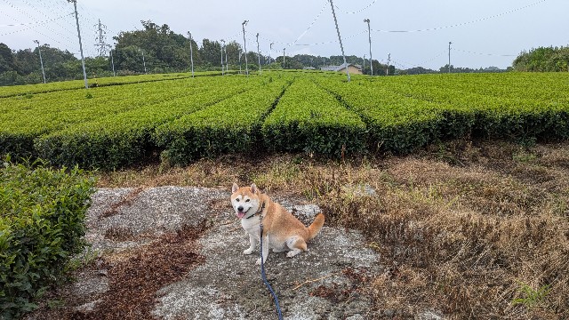 f:id:chikuwanwan1106:20250920191548j:image
