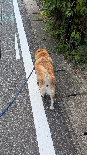f:id:chikuwanwan1106:20250924100440j:image