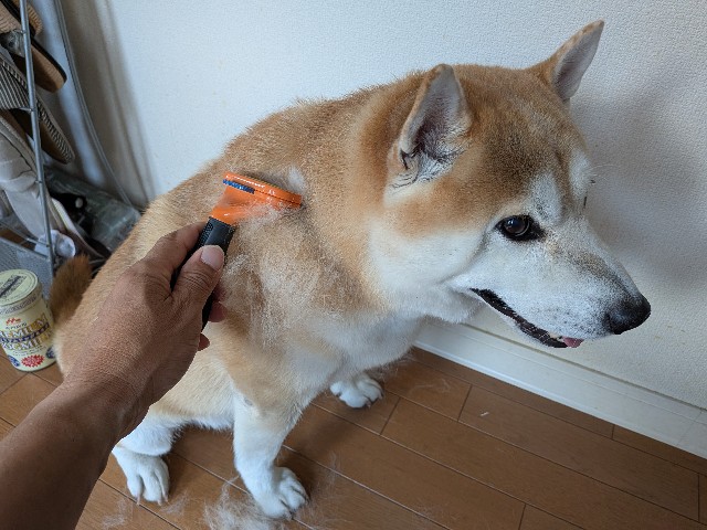 f:id:chikuwanwan1106:20250929210231j:image