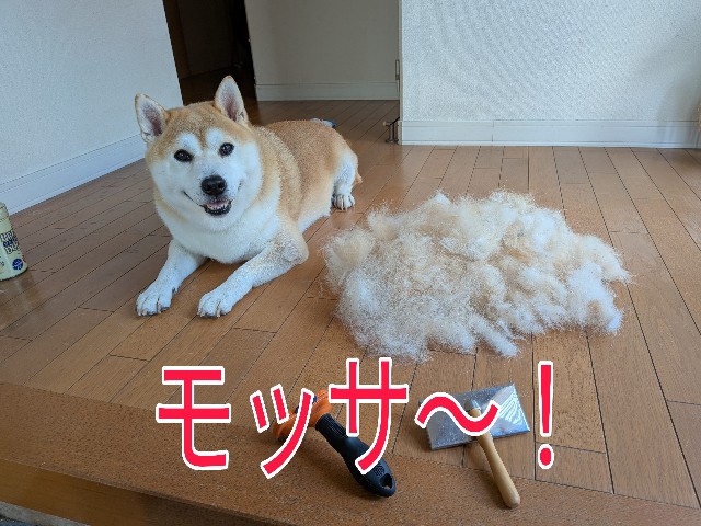 f:id:chikuwanwan1106:20250929211532j:image