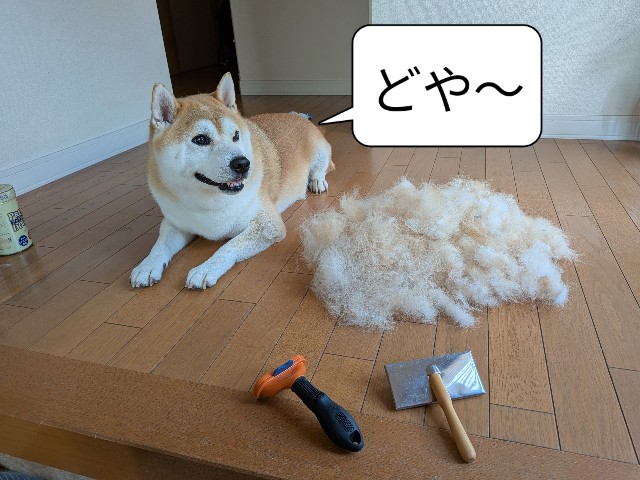 f:id:chikuwanwan1106:20250929211541j:image