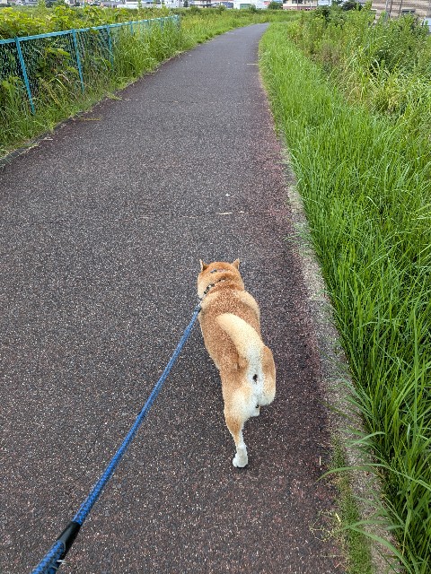 f:id:chikuwanwan1106:20250929211733j:image