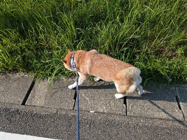 f:id:chikuwanwan1106:20250930075150j:image