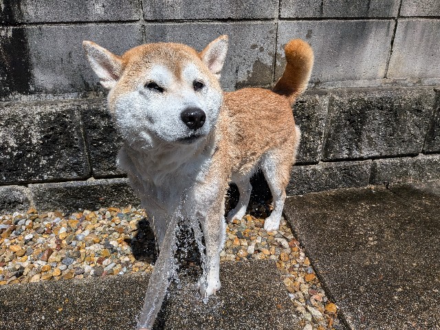 f:id:chikuwanwan1106:20251007124656j:image