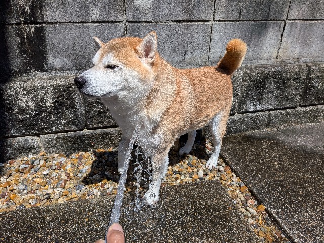 f:id:chikuwanwan1106:20251007124729j:image