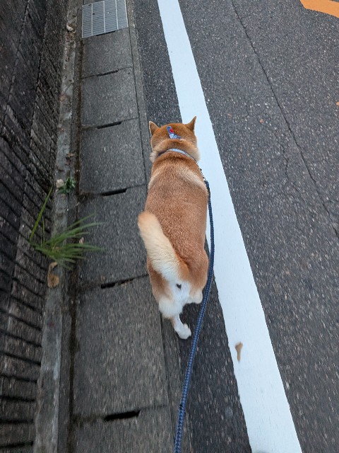 f:id:chikuwanwan1106:20251007205432j:image