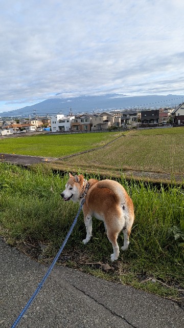 f:id:chikuwanwan1106:20251108074235j:image