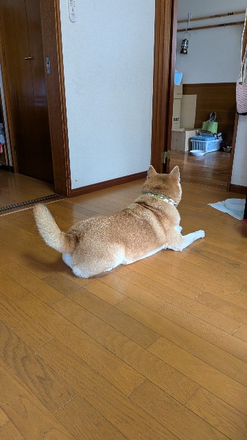 f:id:chikuwanwan1106:20251108074441j:image