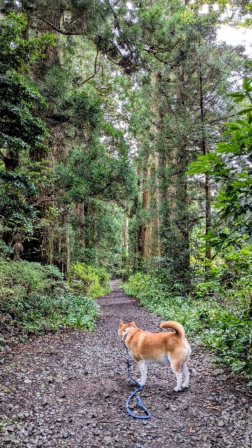 f:id:chikuwanwan1106:20251108121930j:image
